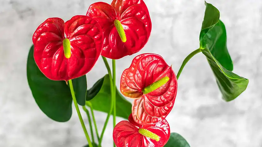 آبیاری صحیح آنتوریوم؛ کلید سلامت و گل‌دهی مداوم