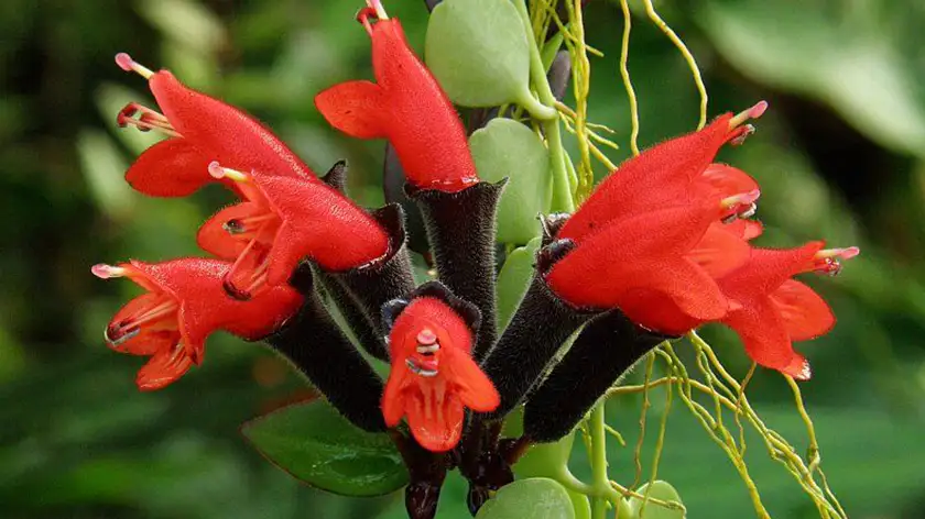 نور مورد نیاز اسکینانتوس؛ راز گلدهی بیشتر