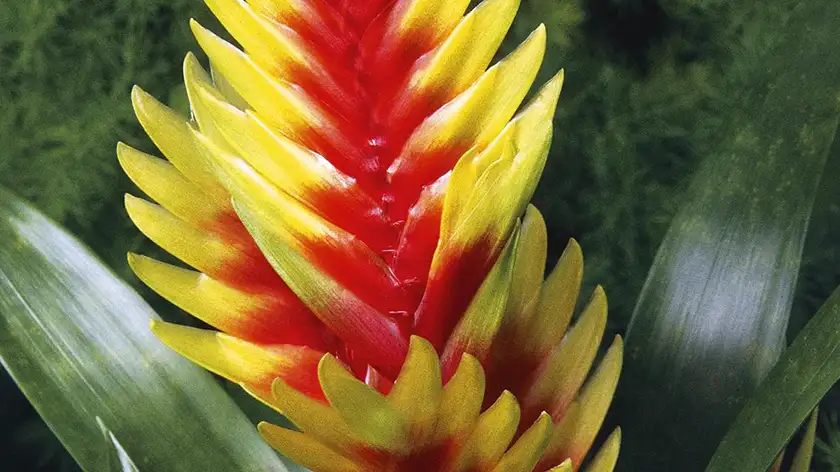 شرایط نگهداری از وریزیا در خانه