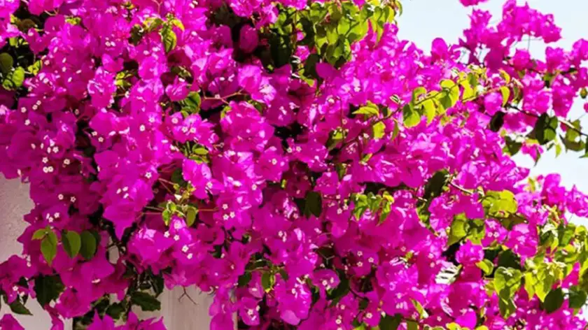 تکثیر گل کاغذی؛ دو روش آسان برای داشتن گلدان‌های بیشتر