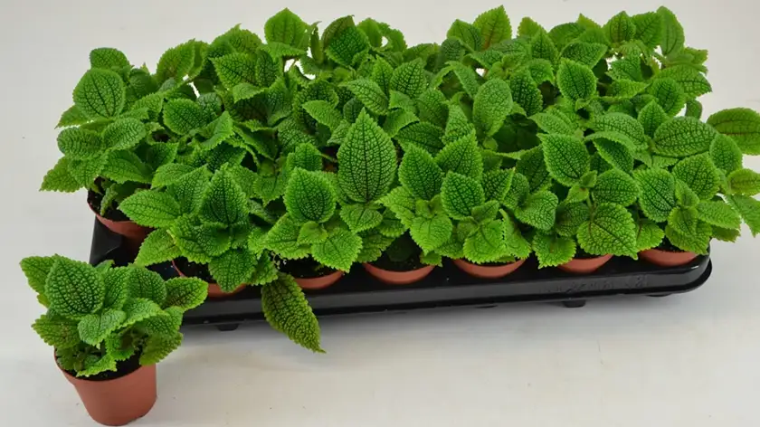 برنامه کوددهی پیله‌آ؛ تغذیه‌ای هوشمند برای برگ‌های براق و سالم