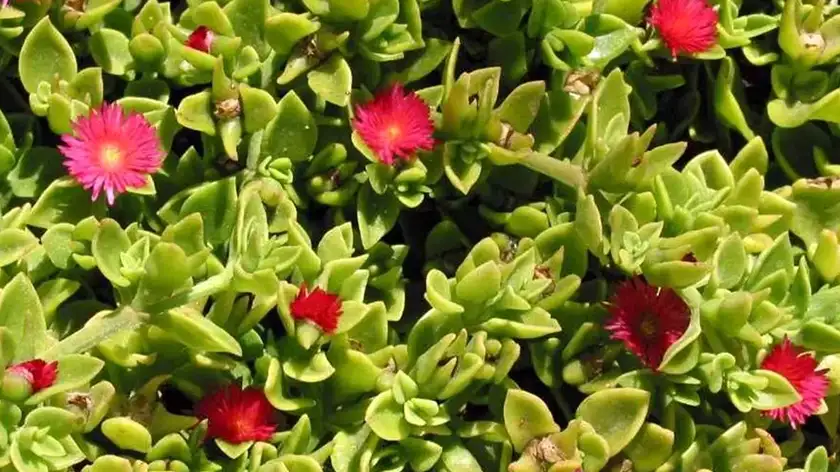 تکثیر گل ناز یخی با کاشت بذر؛ روشی کند اما جذاب