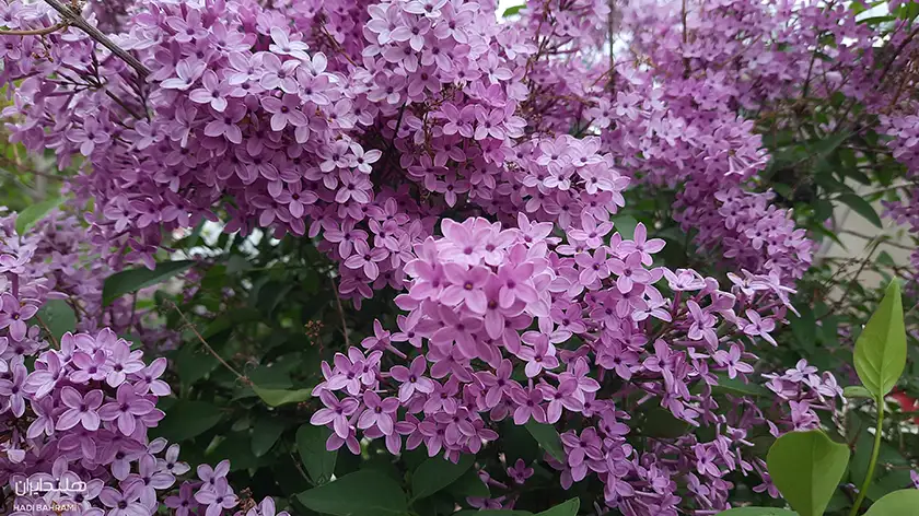 یاس بنفش (Syringa vulgaris)