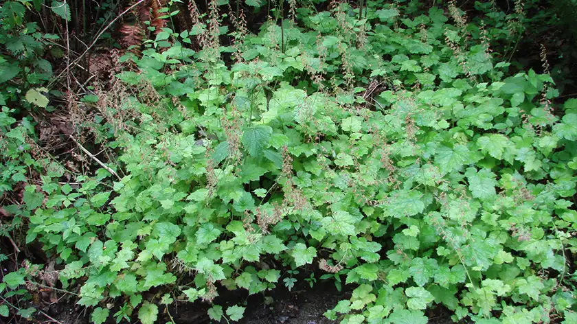 تکثیر تولمیا؛ ساده، جذاب و سریع