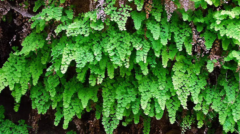 تکثیر گیاه پرسیاوشان؛ از تقسیم ریزوم تا هاگ