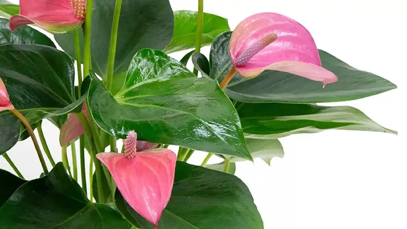 اهمیت نور مصنوعی (لامپ رشد گیاه) در پرورش آنتوریوم