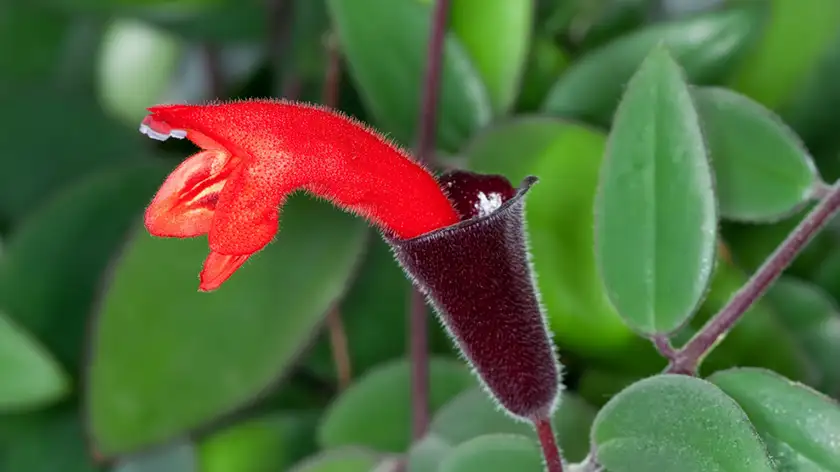 تغذیه و کوددهی اسکینانتوس؛ سوخت پنهان گلهای قرمز