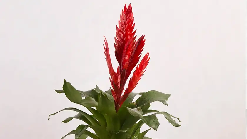 روش تکثیر وریزیا؛ با پاچوش، ساده و موفق