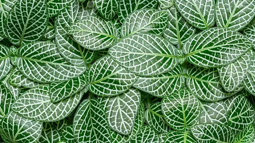 خاک و گلدان مناسب