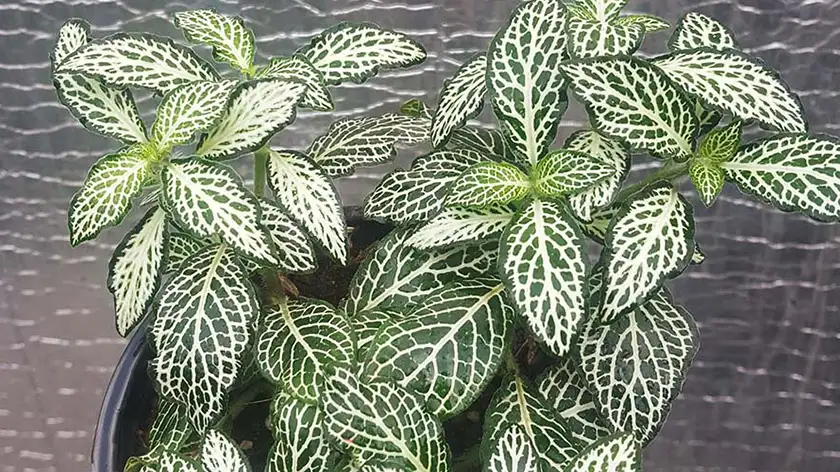 هرس و تکثیر