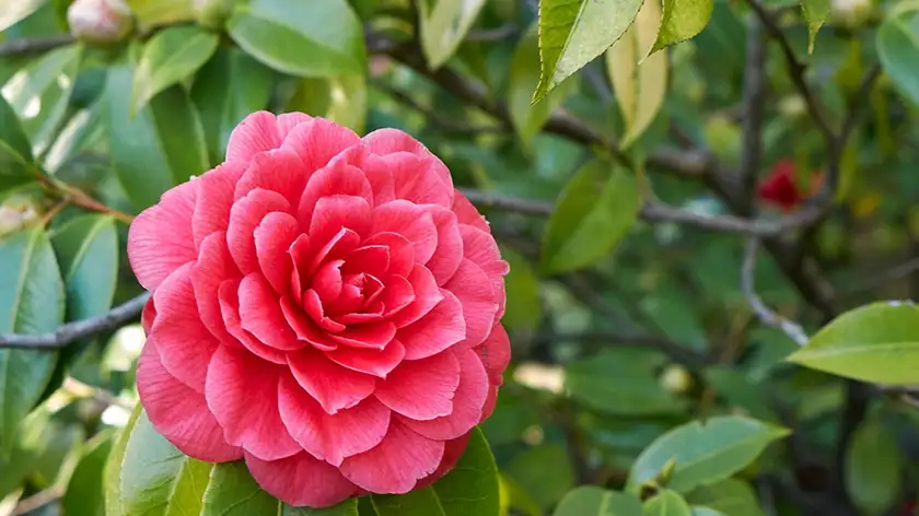 دمای مناسب و رطوبت برای گل کاملیا