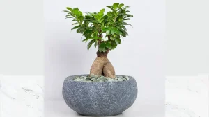 خاک مناسب برای بونسای