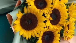 مزایای پرورش گل خورشیدی در خانه یا گلخانه