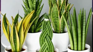 مدیریت پارامترهای محیطی سانسوریا