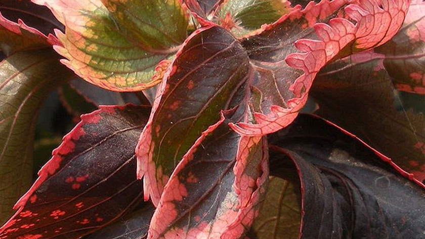 خاک و بستر مناسب برای آکالیفا