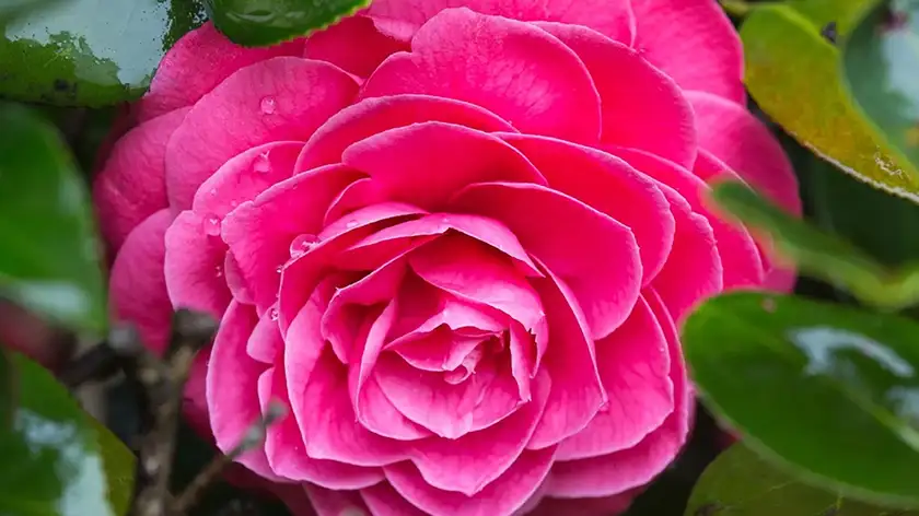 کوددهی و تغذیه گل کاملیا