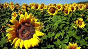 بیماری‌ها و آفات رایج گل خورشیدی (آفتابگردان)