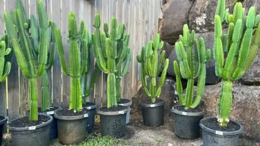 انواع کاکتوس