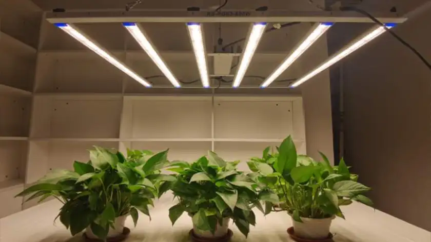 راز احیای گیاهان خشک‌شده با لامپ رشد گیاه افرانور؛ دوباره سبزشان کنید!