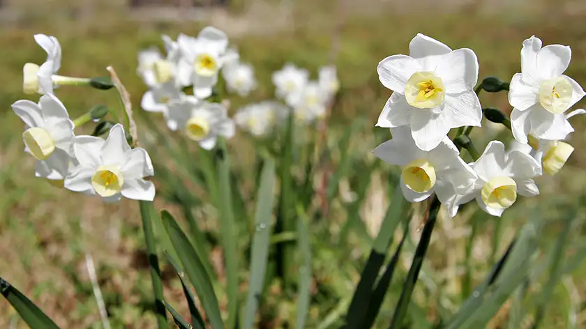 کاشت و نگهداری گل نرگس؛ راز شکوفایی زمستانی که هیچ‌کس به شما نگفته!