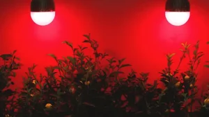 نقش رنگ‌های مختلف در رشد گیاه