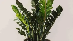 مدیریت آبیاری و نور (اصلیترین اصول نگهداری)