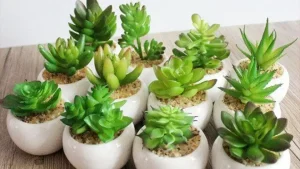 طبقه‌بندی علمی و تکاملی کاکتوس‌ها