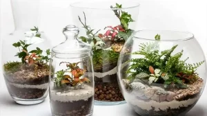 انتخاب گیاه مناسب تراریوم