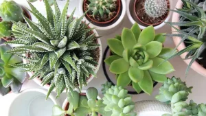 نگهداری تخصصی کاکتوس