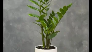 اهمیت چراغ رشد گیاه برای زاموفیلیا