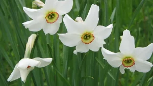 نگهداری گل نرگس