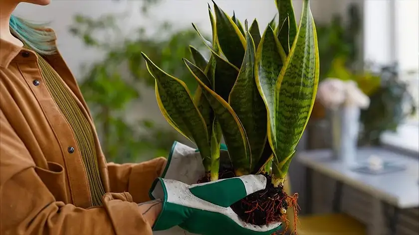 چگونه با نور مناسب، رشد انفجاری سانسوریا را تجربه کنیم؟