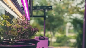 آیا میدانید لامپ رشد گیاه خانگی چگونه گیاهان شما را سرحال و پرپشت میکند؟