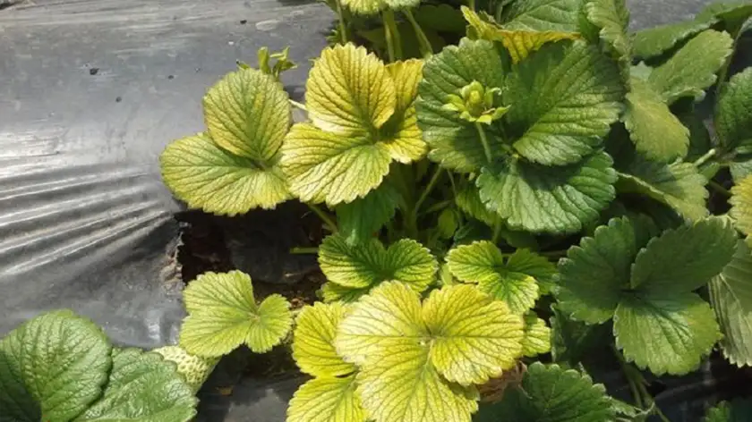 راز سبز نگه داشتن گیاهان آپارتمانی؛ با این روش‌ها دیگر برگ‌ها زرد نمی‌شوند!