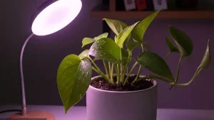 نحوه عملکرد علمی لامپ فول اسپکتروم افرانور