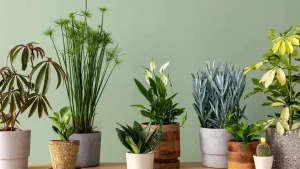 نگهداری گیاهان آپارتمانی