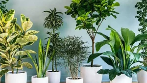 تغذیه طبیعی گیاهان آپارتمانی