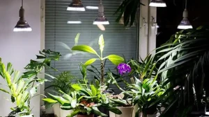 بستهبندی و علائم اصالت در محصولات افرانور (AfraNoor)