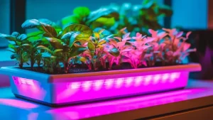 دلایل اصلی خشکی و پژمردگی گیاهان آپارتمانی