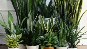 نور مناسب سانسوریا