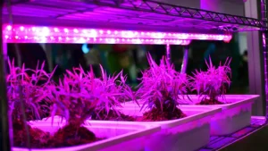 ساخت لامپ رشد گیاه خانگی