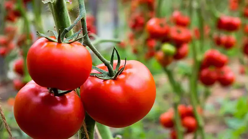 کاشت گوجه‌فرنگی در خانه؛ این راز پربار شدن بوته‌ها چیست؟
