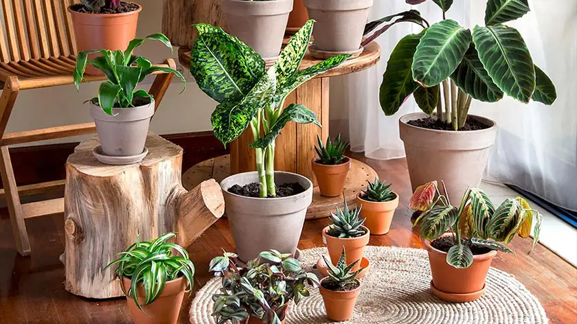 افزایش سرعت رشد گیاهان آپارتمانی؛ این راز شگفت‌انگیز را بدانید!