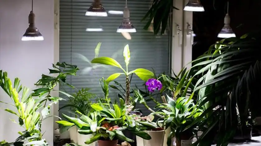 لامپ رشد گیاه؛ ۷ اشتباه رایج که رشد را نابود می‌کند!