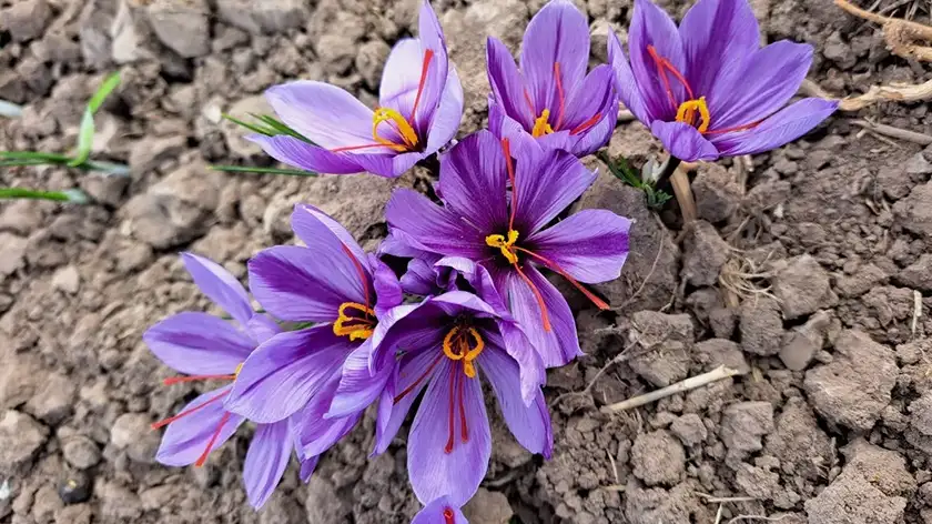 پرورش زعفران در خانه؛ راز طلای سرخ آپارتمانی!