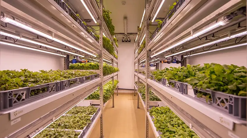 مزرعه عمودی؛ راز تولید غذای تازه در آپارتمان‌های شهری