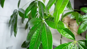 گیاه پول؛ راز نگهداری پاچیرا همیشه سبز در آپارتمان