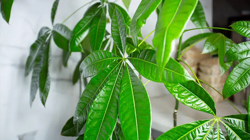 گیاه پول؛ راز نگهداری پاچیرا همیشه سبز در آپارتمان