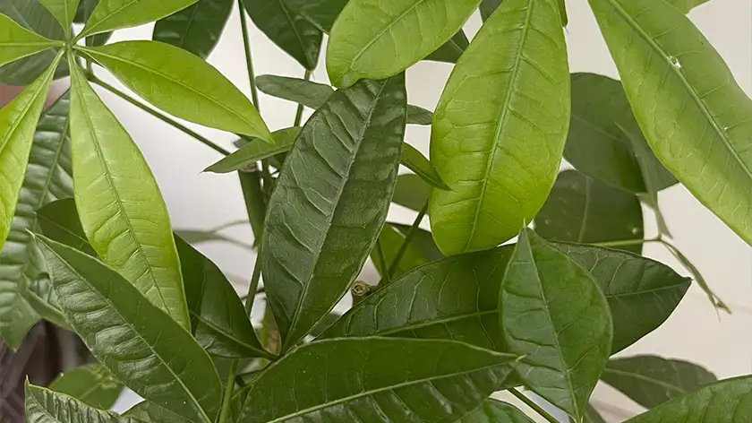  پیشنهاد ویژه برای نگهداری حرفه‌ای پاچیرا