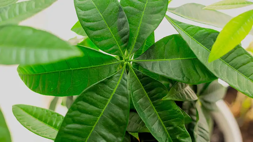 خاک و گلدان مناسب گیاه پول